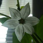 Brown-Spitzpaprika, 24.03.2026, 10.41 Uhr.jpg