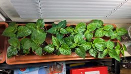 Naga Viper, 25.03.2026, 13.04 Uhr.jpg