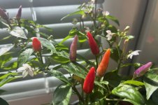 Thai Purple Light F 5 zu F 6, 26.03.2026, 12.13 Uhr.jpg Thai Purple Light F 5 zu F 6, 26.03.2026, 12.13 Uhr.jpg