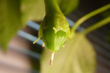 Zébrange, 27.03.2026, 18.24 Uhr.jpg