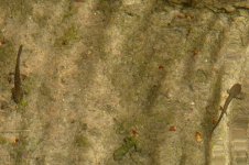 Berrgmolche, 28.03.2026, 07.07 Uhr.jpg