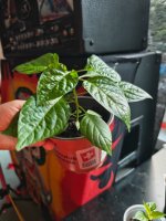 IMG_20260510_201126429.jpg
