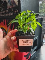 IMG_20260510_201045276.jpg