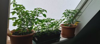 IMG_20260525_094417.jpg