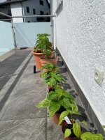IMG_1413.jpeg IMG_1413.jpeg