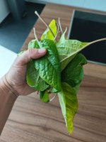 IMG_20260527_130627.jpg