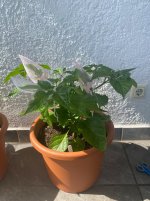 IMG_1548.jpeg