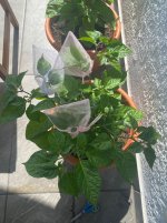 IMG_1549.jpeg