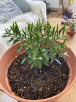 IMG_1592.jpeg