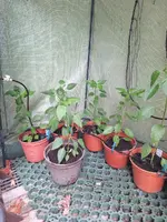 Chilies 1.webp