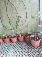 Chilies 2.webp
