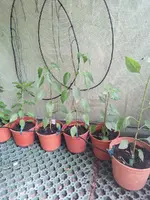 Chilies 3.webp