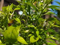 IMG_20260618_095933592.webp