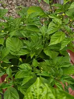 IMG_20260623_160817198.webp