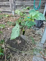 IMG_20260619_065040690.webp
