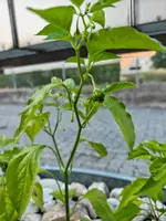 IMG_20260703_205121876.webp
