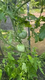 20260725 (7).webp