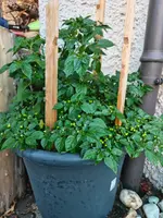 IMG_20260808_200124408.webp