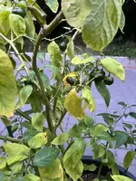 20260904_Arequipa (7).webp