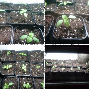 Foto-Tagebuch 2020 - Rocoto Marlene