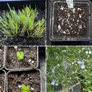 Moppeliwans Tomaten und Co. 2026