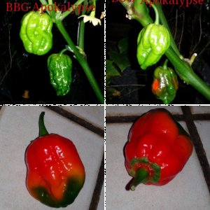 Meine Chili Pflanzen