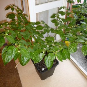 Scotch Bonnet Orange Jamaika, Pflanze
