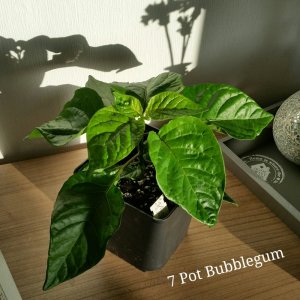 7 Pot Bubblegum (1)