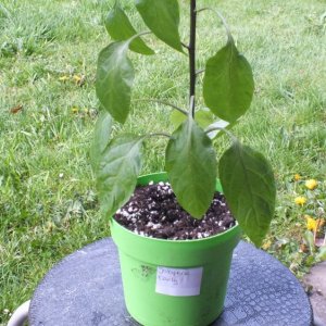 Update 07.05.17 Jalapeno Early