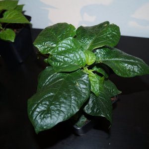 DSC06093