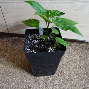 Bhut_Orange_Copenhagen_20180330