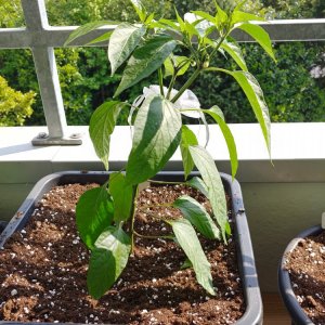 16.5. Berbere Coffee Brown 25L