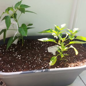 16.5. NuMex Piñata und rote Monkey Face je 9L