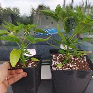 16.5. NuMex Piñatas 13vs18