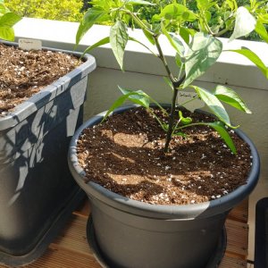 16.5. Jalapeño el Jefe 14L