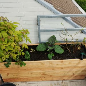 16.5. Ping Tung im Hochbeet