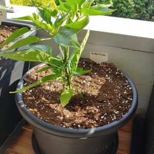 16.5. NuMex Piñata 14L