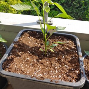 16.5. Joes Long Cayenne 25L