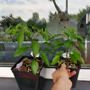 16.5. Jalapeño el Jefes 18vs13