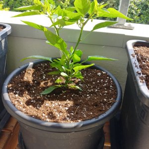 16.5. Santa Fe Grande 14L