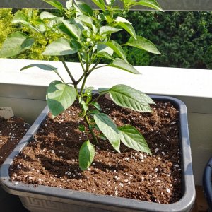 16.5. NuMex Las Cruzes Cayenne 25L