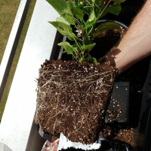 16.5. Fresno Wurzelballen