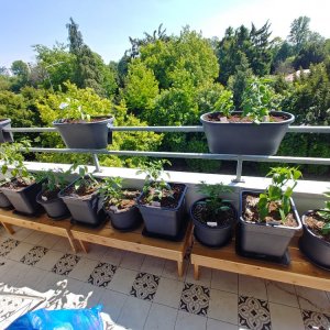 18.5. Chilirudel mit Balkonkästen