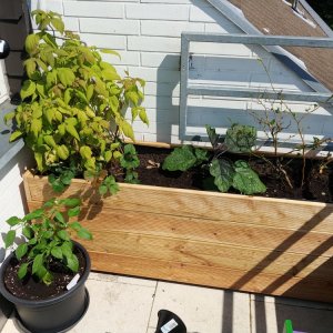 18.5. Hochbeet und Lunchbox Orange