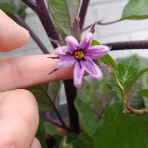 15.6. Ping Tung Blüte