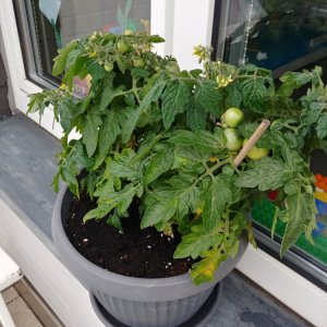 15.6. Balconi Yellow