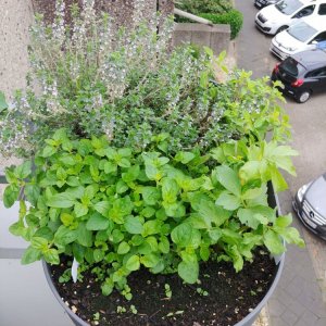 15.6. Thymian, Oregano, Majoran, Liebstöckel