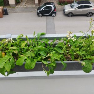 15.6. blühender Rucola