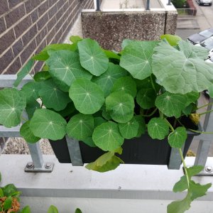 15.6. Kapuzinerkresse