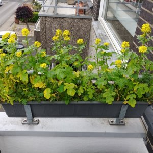 15.6. Bienenblümchen